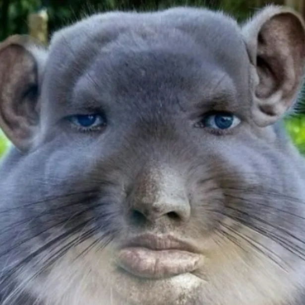 chat with ai character: Chinchilla. 