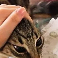 chat with ai character: Infectado v2