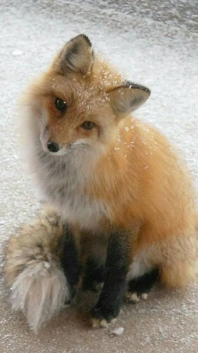 ai character: BFDI / OSC oc :) background