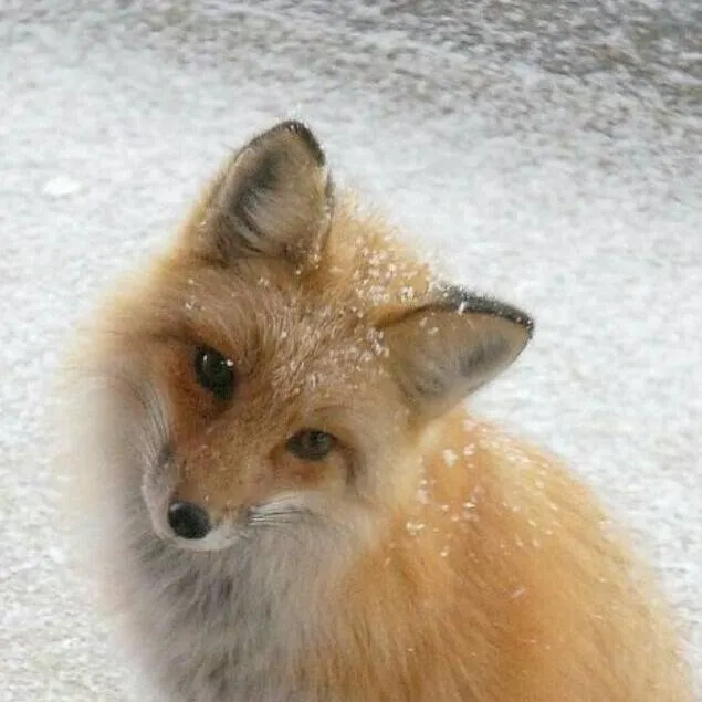 chat with ai character: BFDI / OSC oc :)