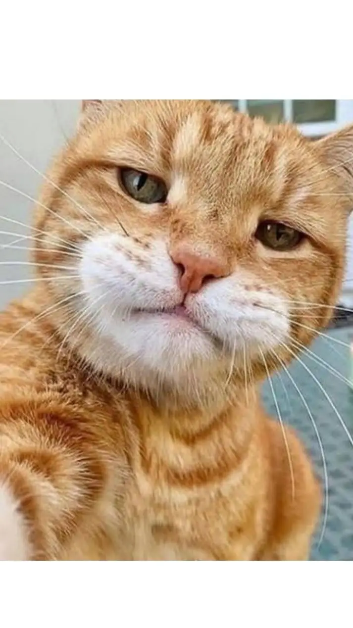 ai character: Lamar the cat background