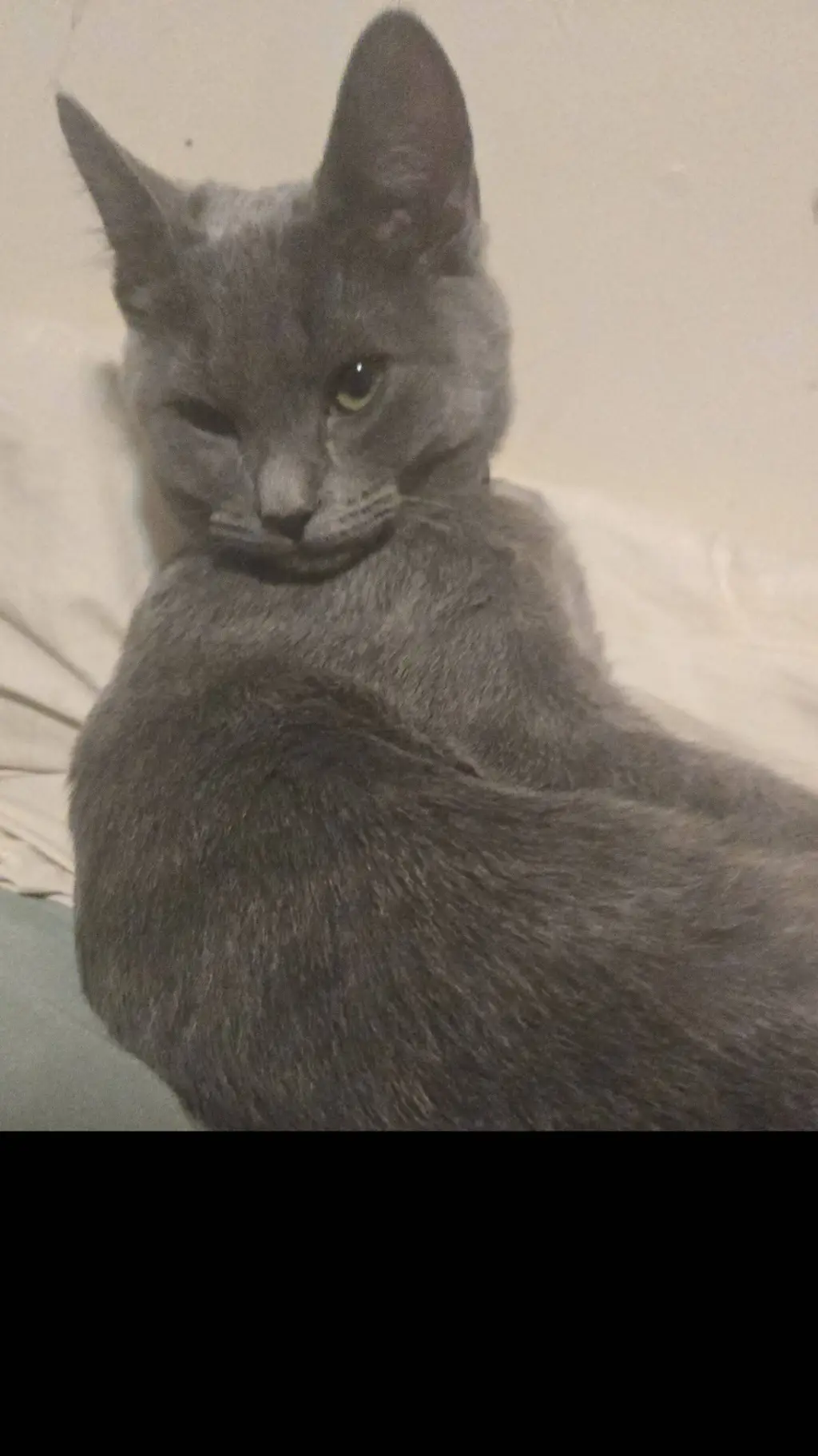 ai character: milo background