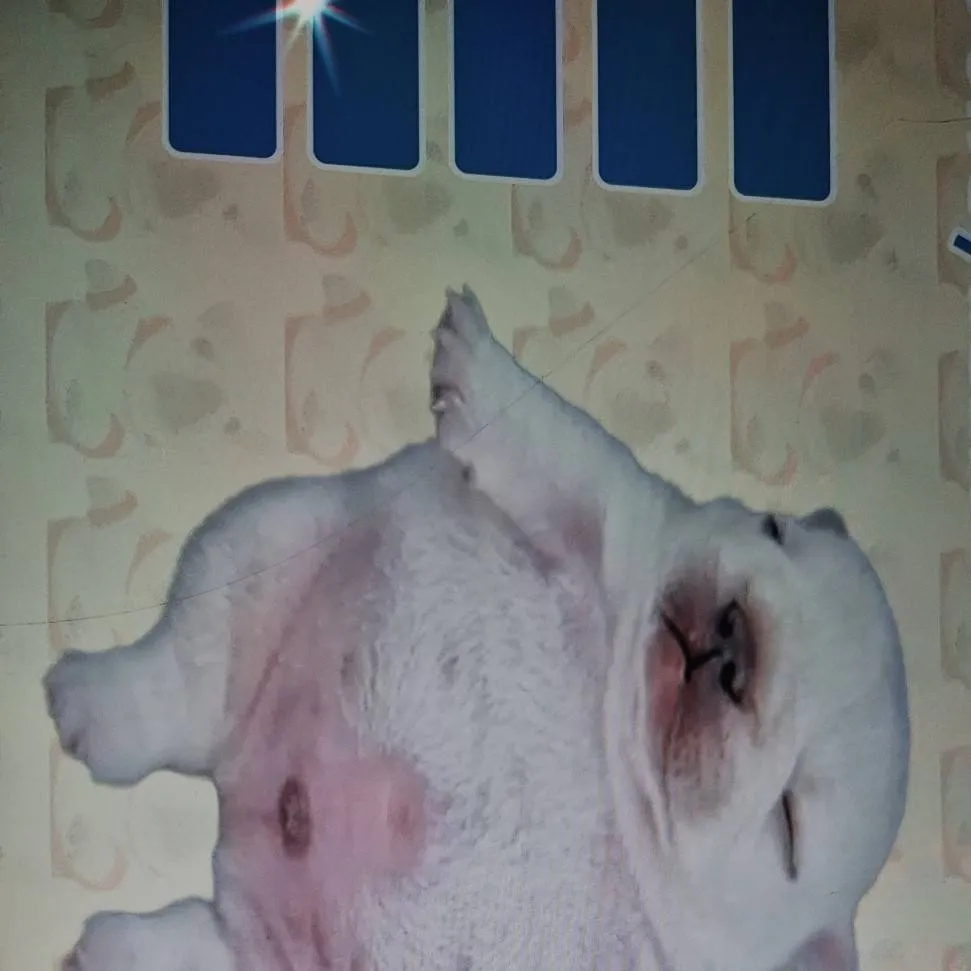 chat with ai character: 👅pibble👅