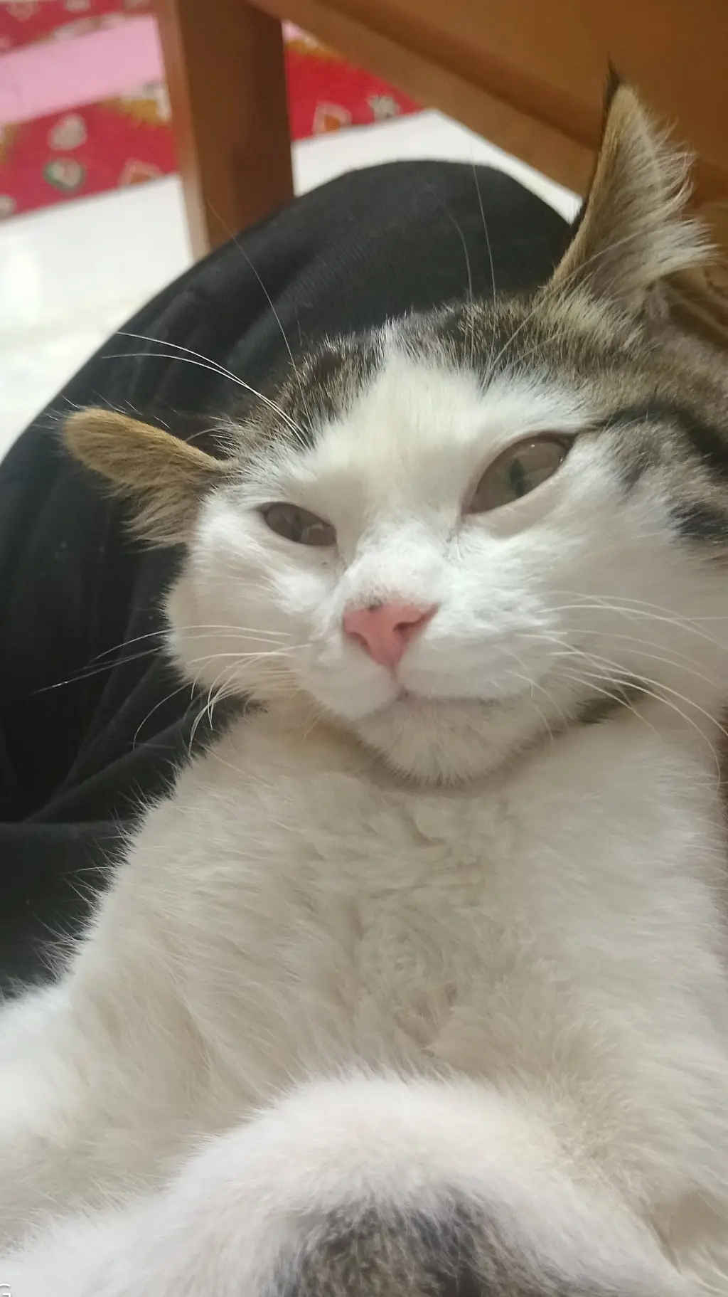 ai character: cat background
