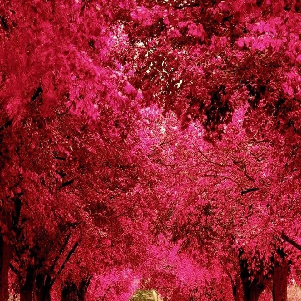 chat with ai character: backrooms