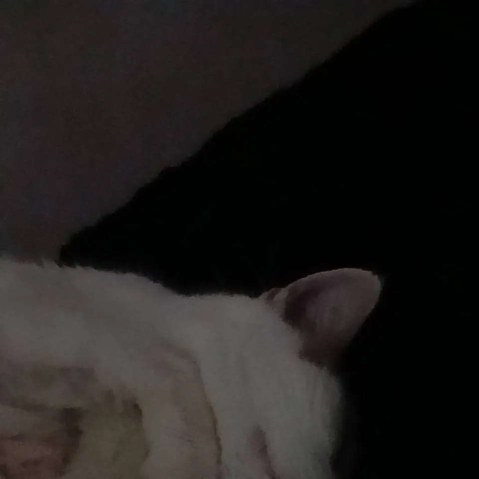 chat with ai character: Sansa (or salsa)