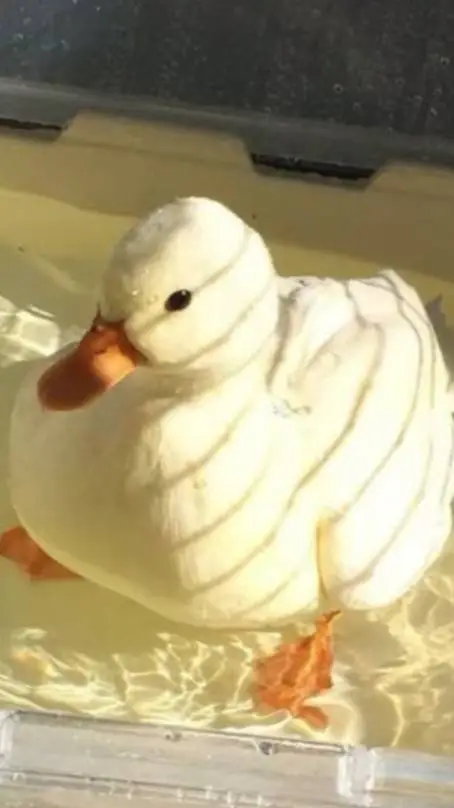 ai character: duck! background