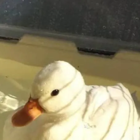 chat with ai character: duck!
