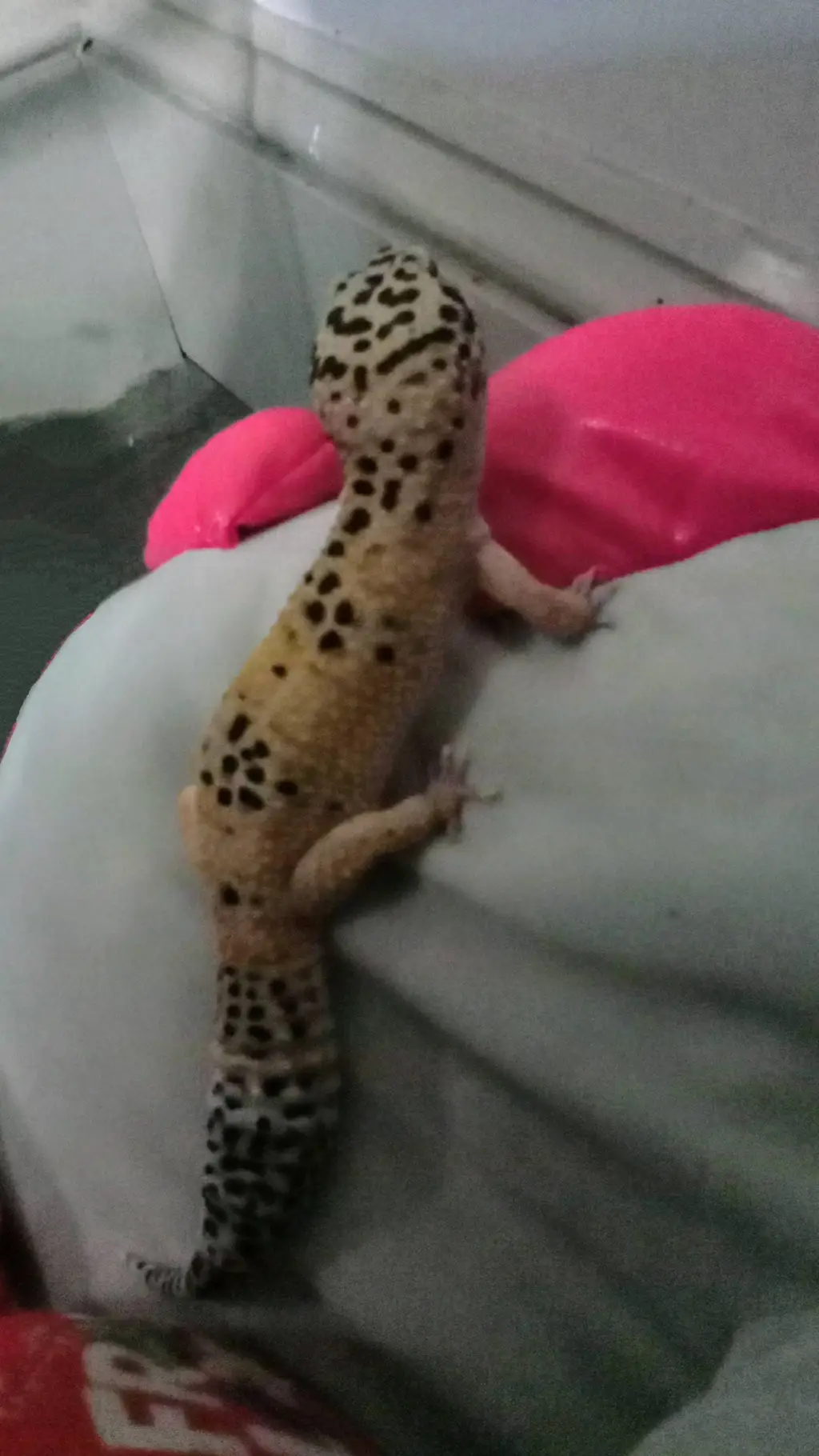 ai character: my lizard friend:) background