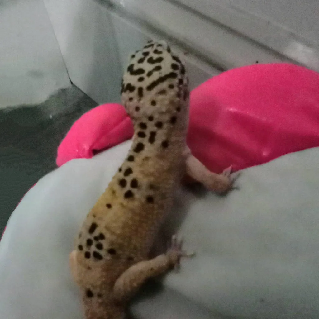 chat with ai character: my lizard friend:)