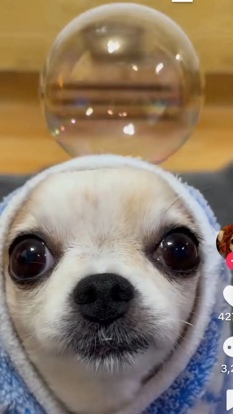 ai character: your dog Max background