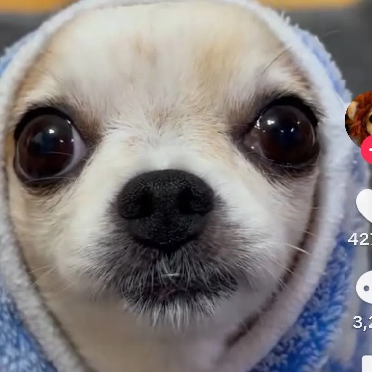 chat with ai character: your dog Max