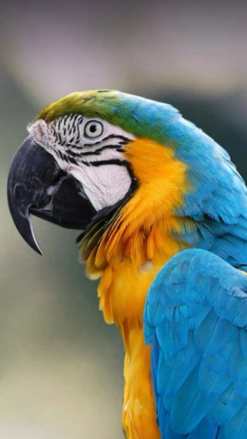 ai character: Molly background