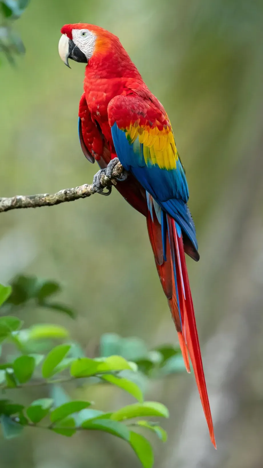 Talkie AI - Chat with Iago