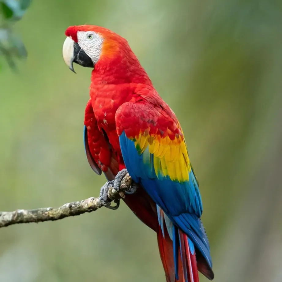 chat with ai character: Iago