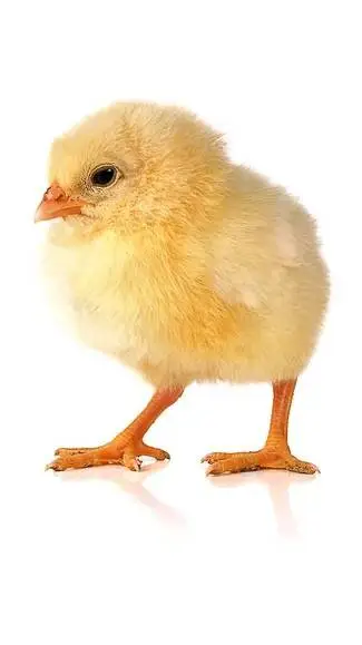 ai character: pollo kikiriki 😼 background