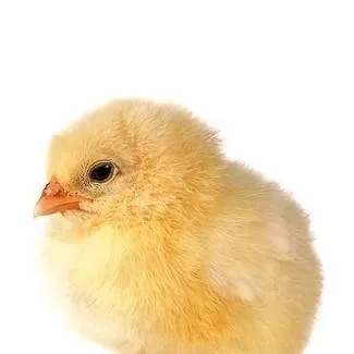 chat with ai character: pollo kikiriki 😼