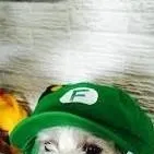 chat with ai character: curly