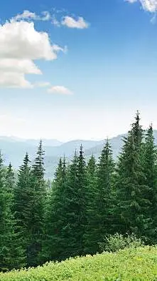 ai character: bosque background