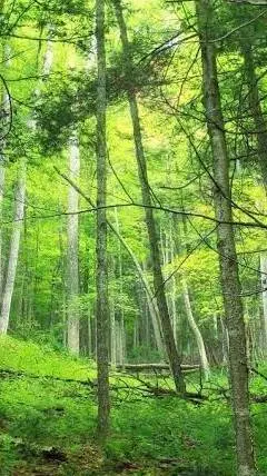 ai character: nose  background