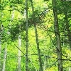 chat with ai character: nose 