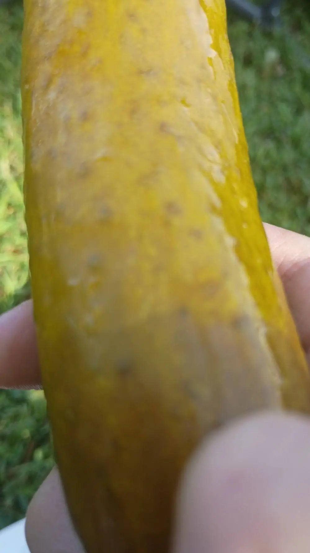 ai character: pickle background