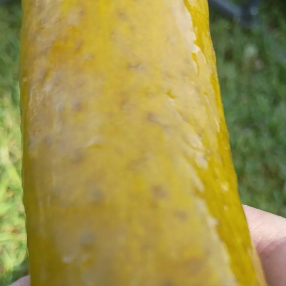 chat with ai character: pickle