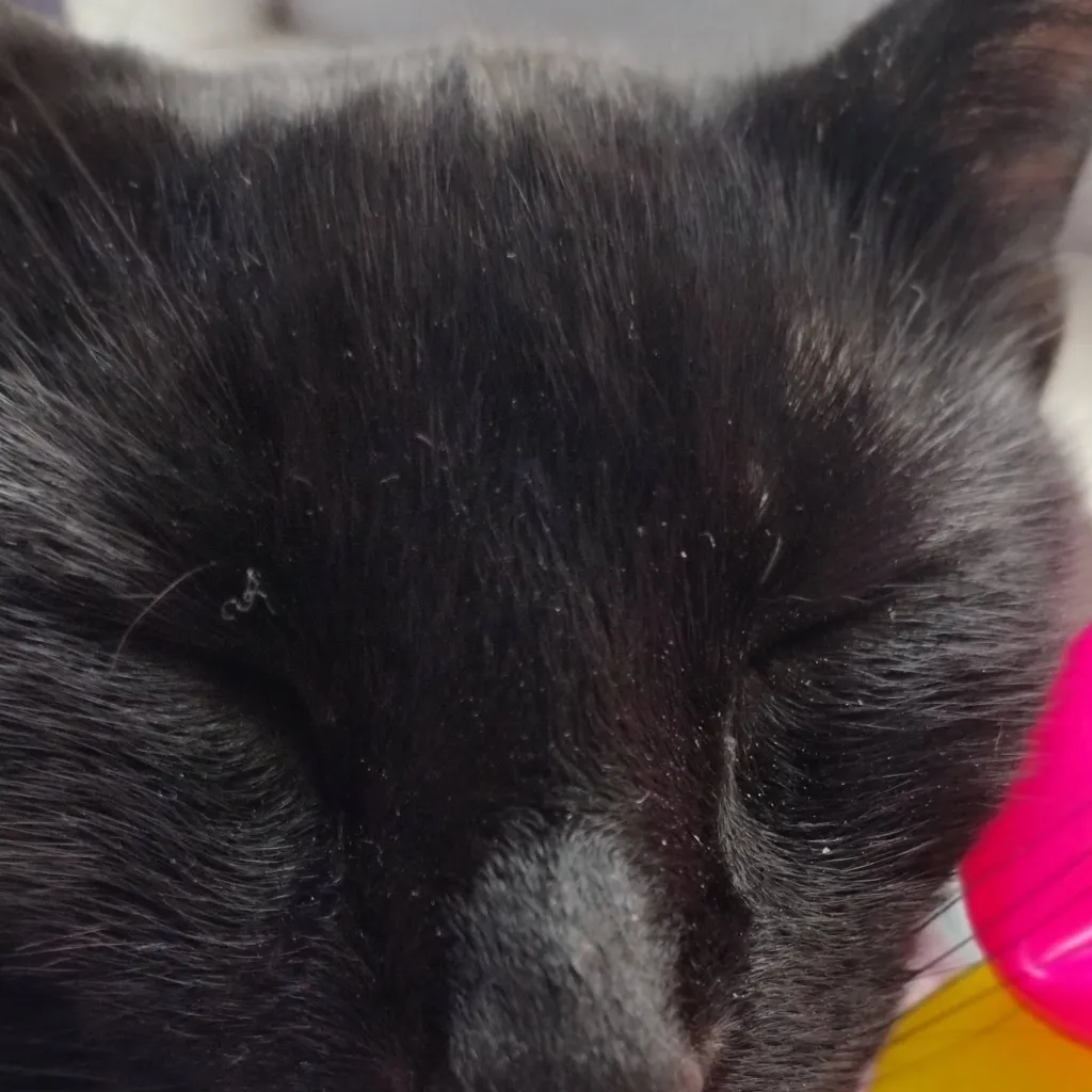 chat with ai character: I am your big sist