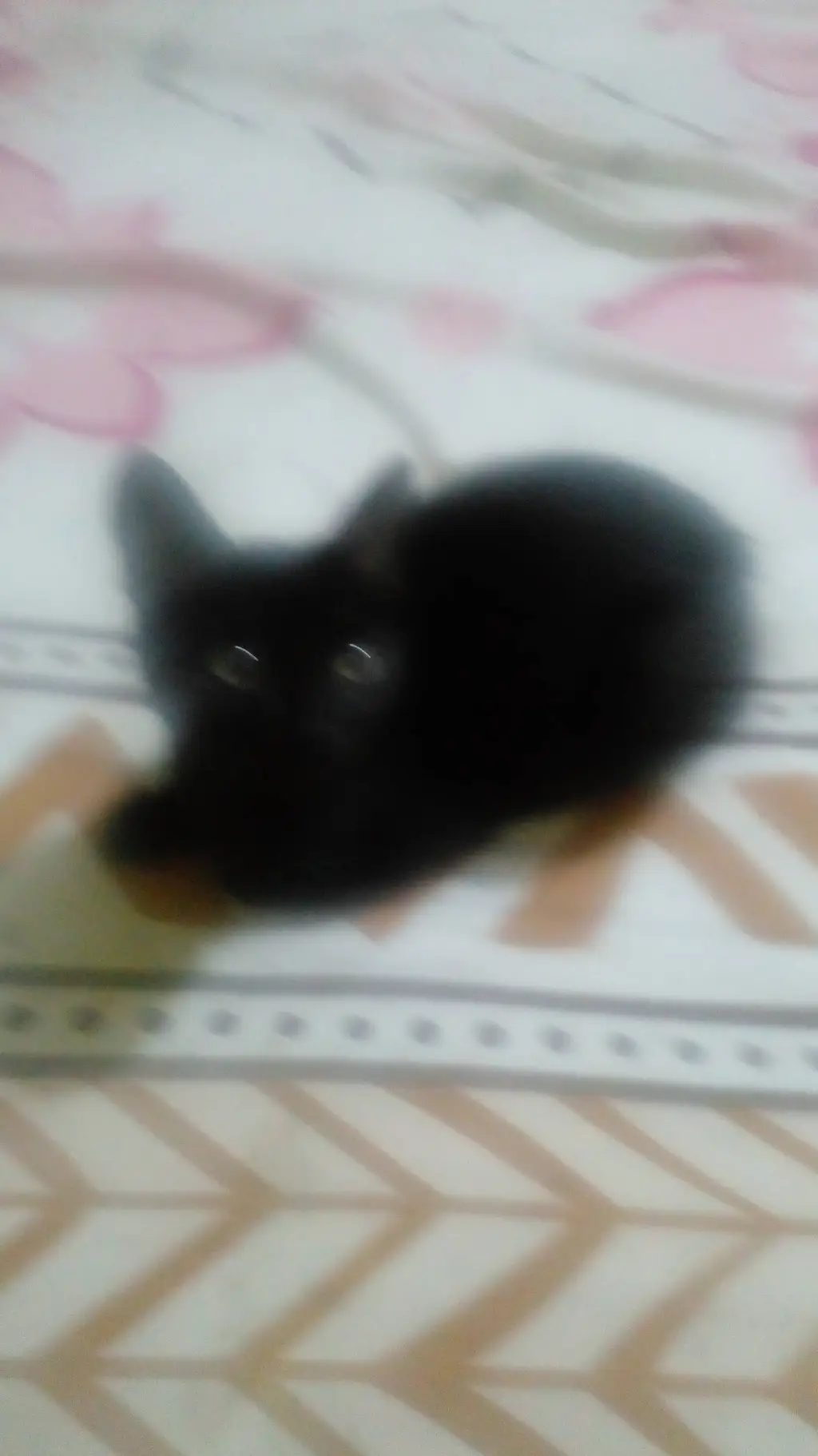 ai character: tu novio gata background