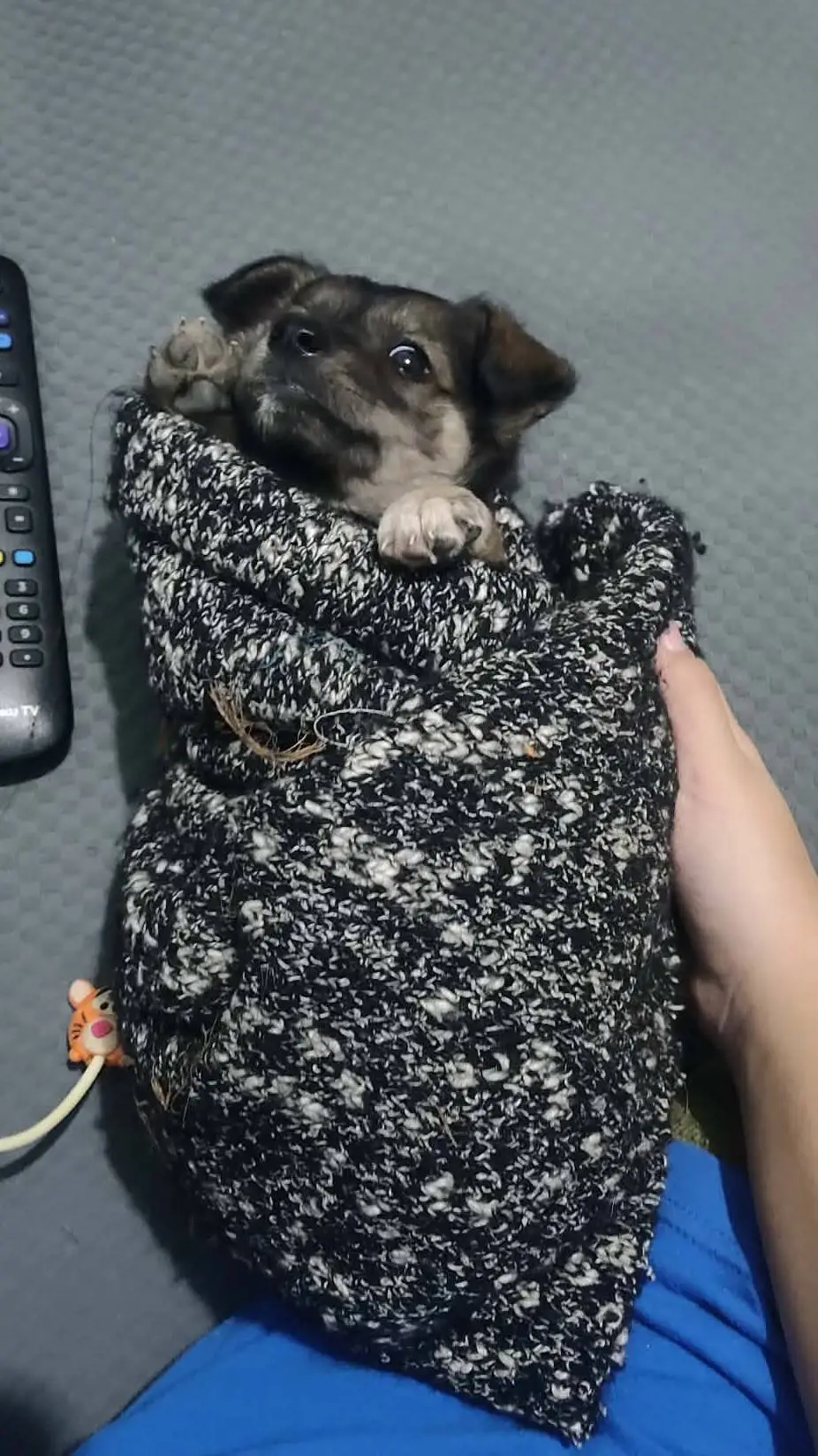 ai character: Perritx d Bakugo 🐶 background