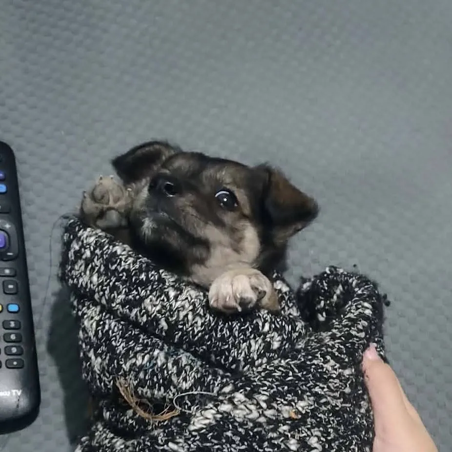 chat with ai character: Perritx d Bakugo 🐶