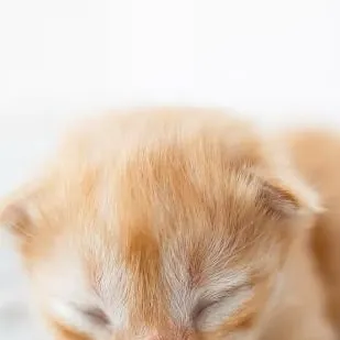 chat with ai character: Little Kitty