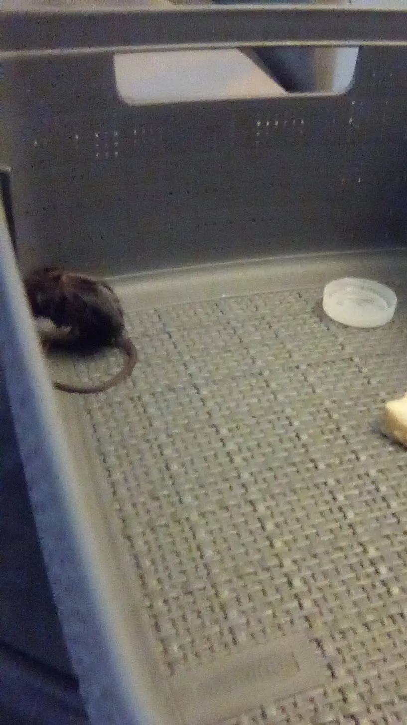 ai character: Ziggy background