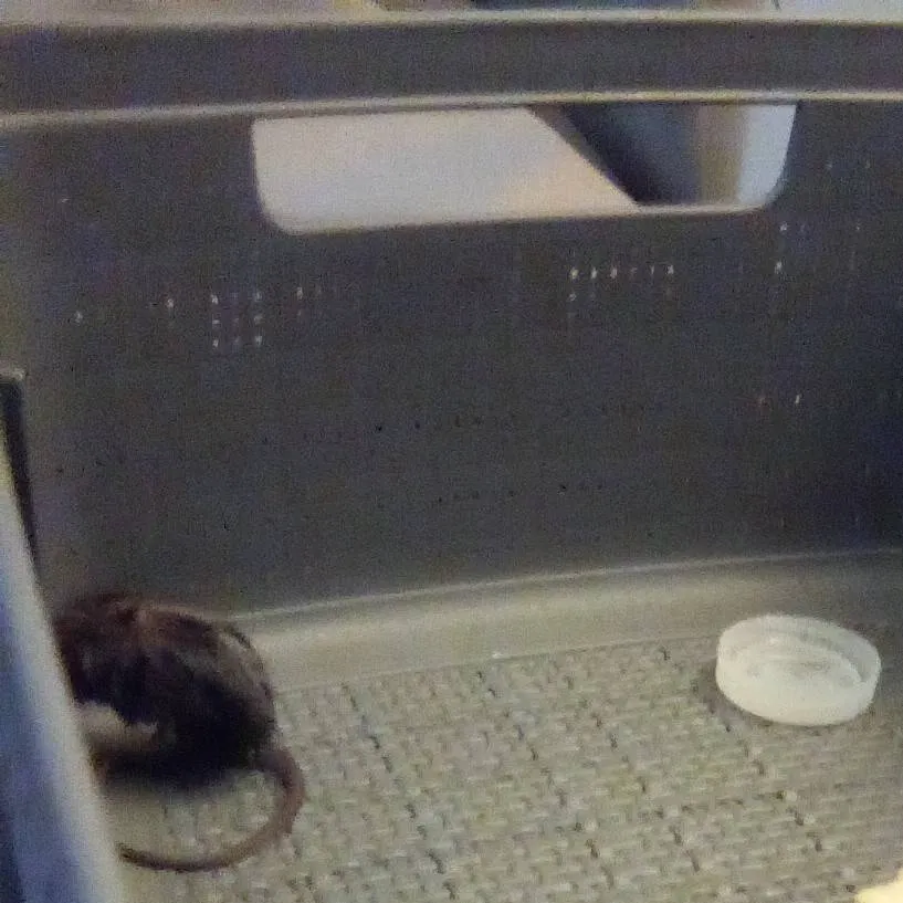 chat with ai character: Ziggy