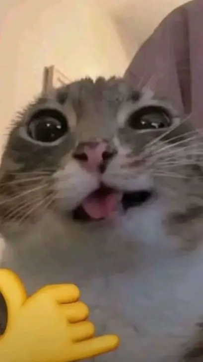 ai character: deadass cat background