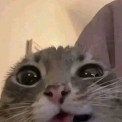 chat with ai character: deadass cat