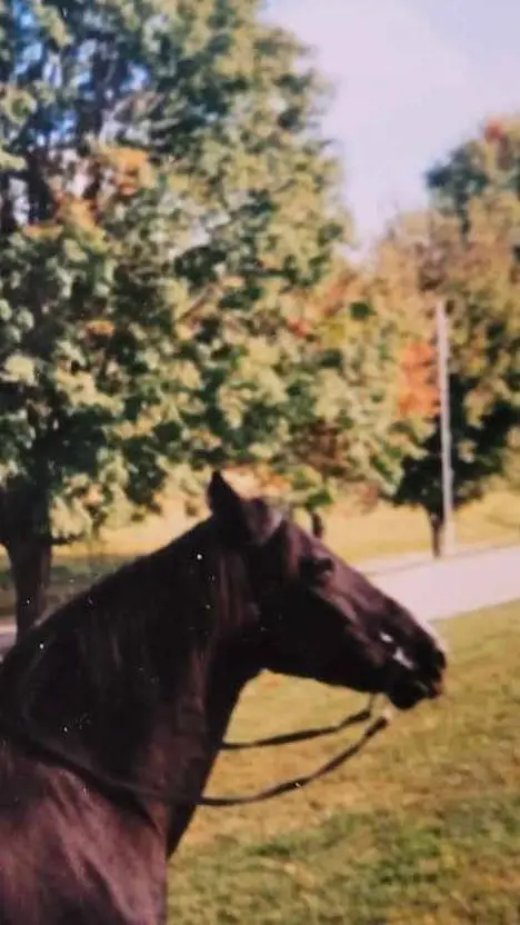 ai character: Equinox background