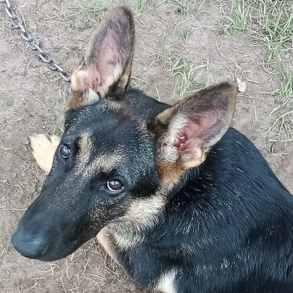 chat with ai character: Aaron 