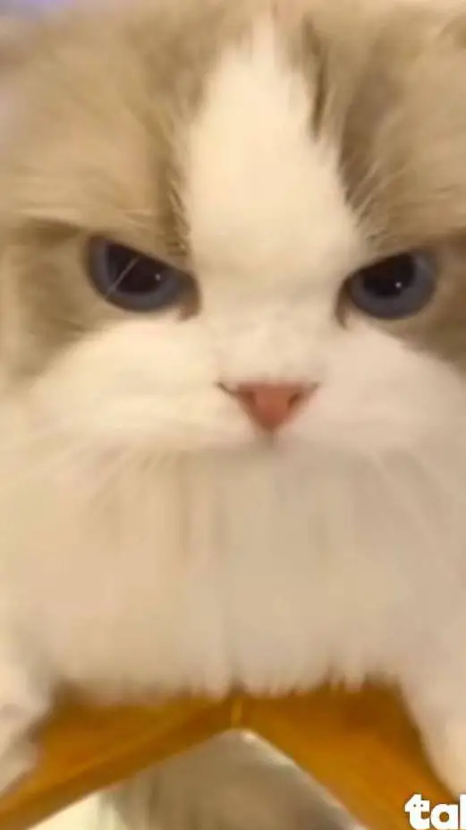 ai character: Pedro Pablo Frens background