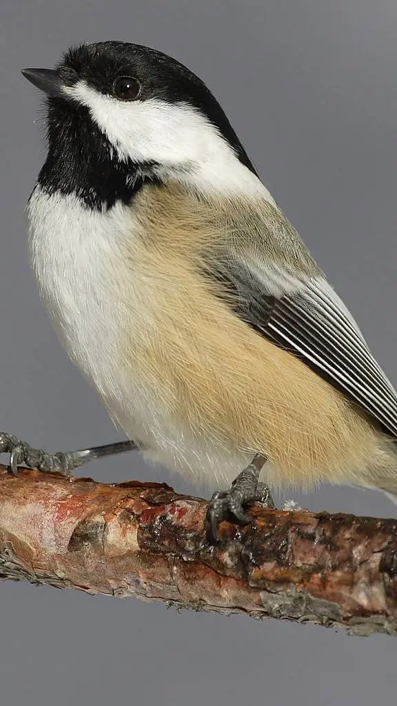 ai character: LEGENDARY BIRD background