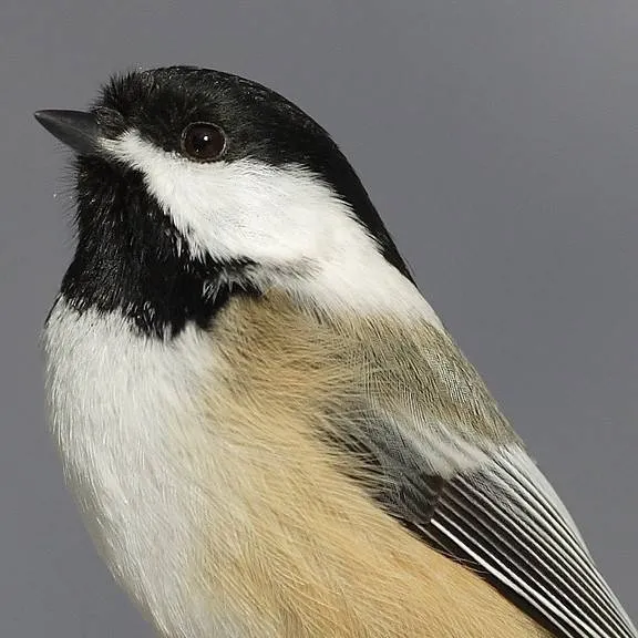 chat with ai character: LEGENDARY BIRD