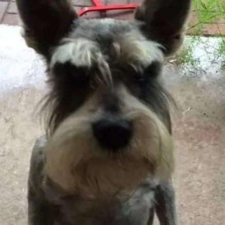 chat with ai character: tu perro