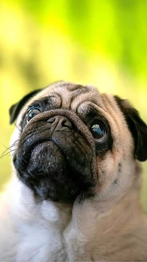 ai character: pug background