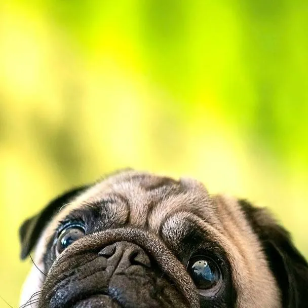 chat with ai character: pug