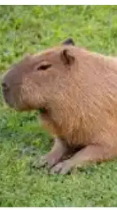 ai character: capy capy bara  background