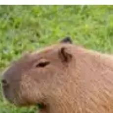 chat with ai character: capy capy bara 