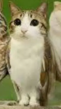 ai character: meowl background