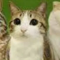 chat with ai character: meowl