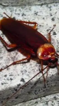 ai character: your pet roach background