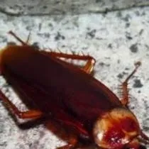 chat with ai character: your pet roach
